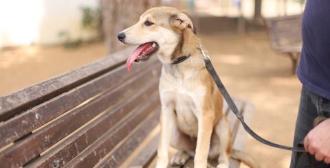רובי - כלבה לאימוץ - אגודת צער בעלי חיים בישראל