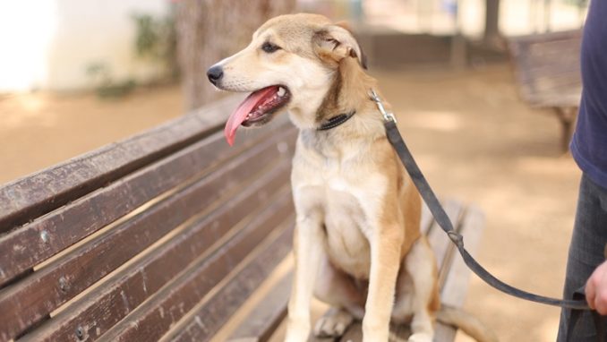 רובי - כלבה לאימוץ - אגודת צער בעלי חיים בישראל