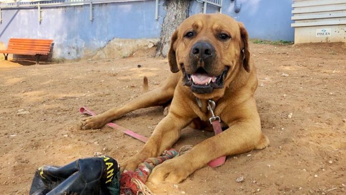 ג'וי - כלב לאימוץ - אגודת צער בעלי חיים בישראל