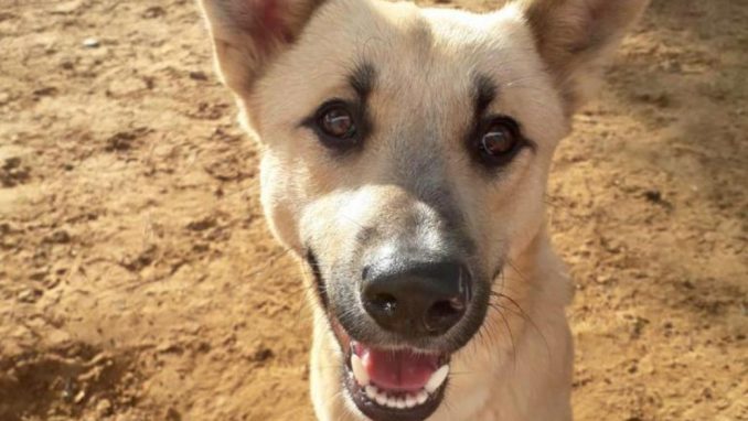 ג'וני - כלב לאימוץ - אגודת צער בעלי חיים בישראל