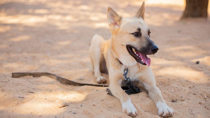 ג׳וני - כלב לאימוץ - אגודת צער בעלי חיים בישראל