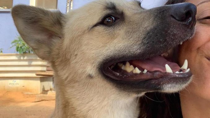ג׳וני - כלב לאימוץ - אגודת צער בעלי חיים בישראל