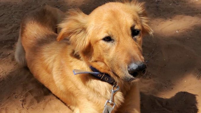 טאקי – כלבה לאימוץ – אגודת צער בעלי חיים בישראל
