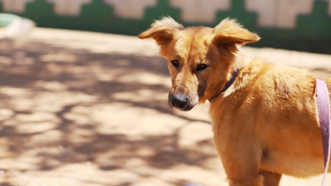 טאקי - כלב לאימוץ - אגודת צער בעלי חיים בישראל