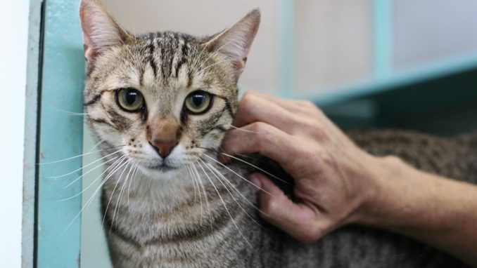 לולה - חתולה לאימוץ - אגודת צער בעלי חיים בישראל