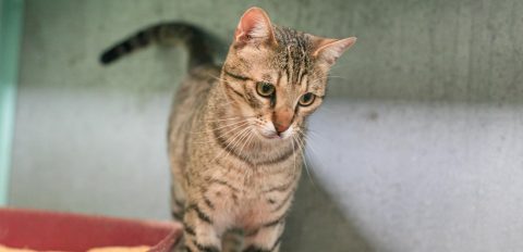 לולה - חתולה לאימוץ - אגודת צער בעלי חיים בישראל