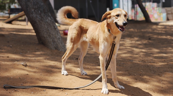 מיקה – כלבה לאימוץ – אגודה צער בעלי חיים ישראל