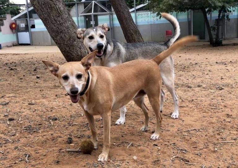 מרגו ומוניק - כלבות לאימוץ - אגודת צער בעלי חיים בישראל