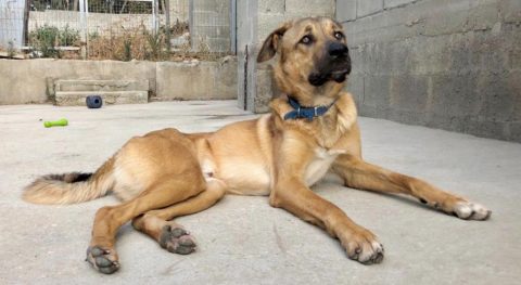 סימבה – כלב לאימוץ – אגודה צער בעלי חיים ישראל