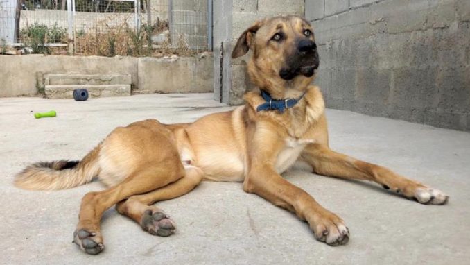 סימבה – כלב לאימוץ – אגודה צער בעלי חיים ישראל