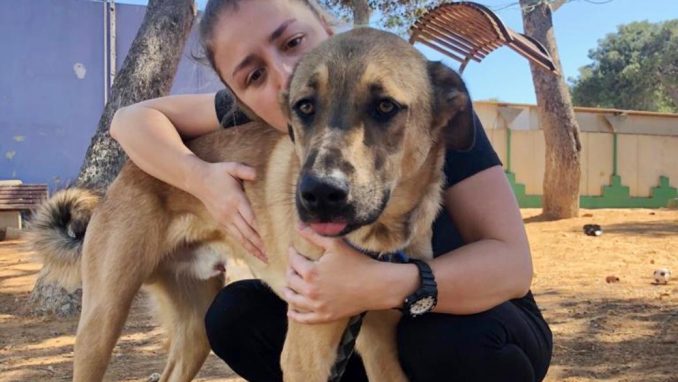 סימבה - כלב לאימוץ - אגודת צער בעלי חיים בישראל