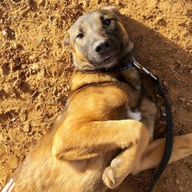 עמנואל - כלבה לאימוץ - אגודת צער בעלי חיים בישראל