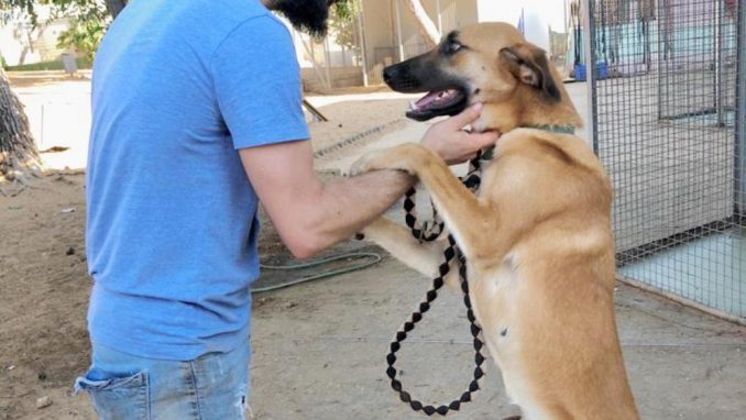 שולה - כלבה לאימוץ - אגודת צער בעלי חיים בישראל