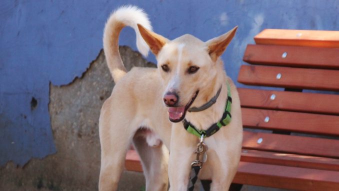 תומס – כלב לאימוץ – אגודת צער בעלי חיים בישראל