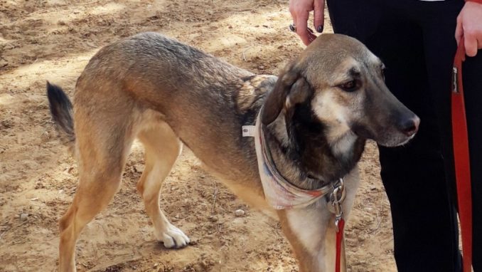 ג'סי – כלבה לאימוץ – אגודה צער בעלי חיים ישראל