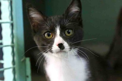 גורה מעורבת בת 3 חודשים מתוקה ומתלטפת זקוקה לבעלים שמח לשחק ולגדול איתו