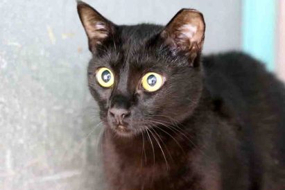 פופי – חתולה לאימוץ – אגודה צער בעלי ישראל