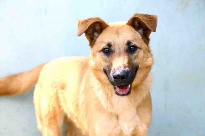 טוי – כלב לאימוץ – אגודה צער בעלי ישראל