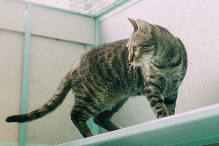 מג'יק - חתולה לאימוץ - אגודת צער בעלי חיים בישראל