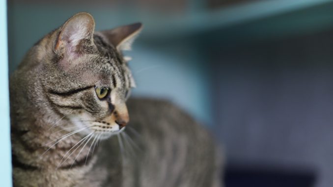 גאטו - חתול לאימוץ - אגודת צער בעלי חיים בישראל