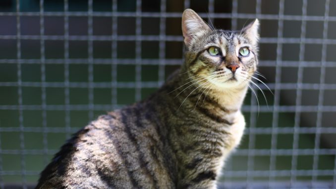 פוקצ'ה - חתולה לאימוץ - אגודת צער בעלי חיים בישראל
