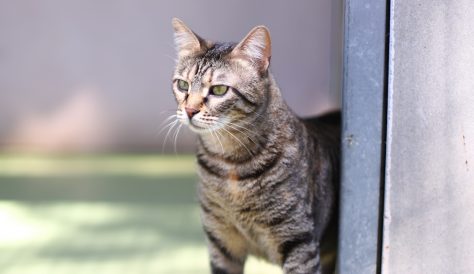 פוקצ'ה - חתולה לאימוץ - אגודת צער בעלי חיים בישראל