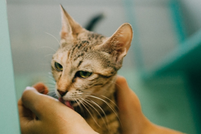קסניה - חתולה לאימוץ - אגודת צער בעלי חיים בישראל