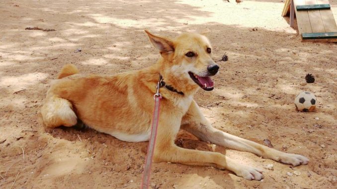 באדי – כלב לאימוץ – אגודת צער בעלי חיים בישראל