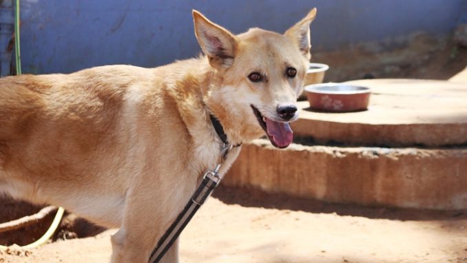 באדי – כלב לאימוץ – אגודת צער בעלי חיים בישראל