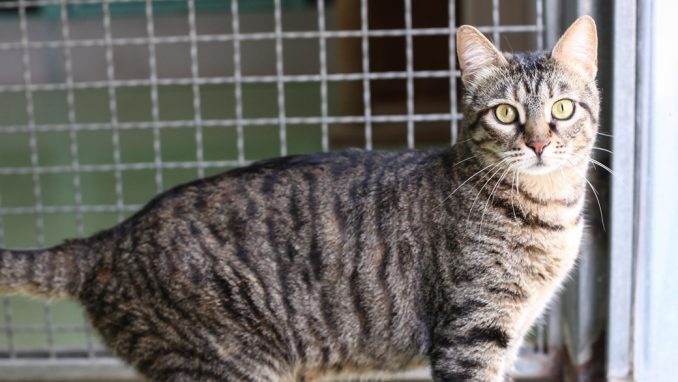 גאטו - חתול לאימוץ - אגודת צער בעלי חיים בישראל