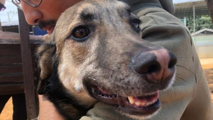 ג'סי – כלבה לאימוץ – אגודה צער בעלי חיים ישראל