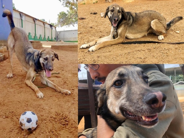 ג׳סי - כלבה לאימוץ - אגודת צער בעלי חיים בישראל