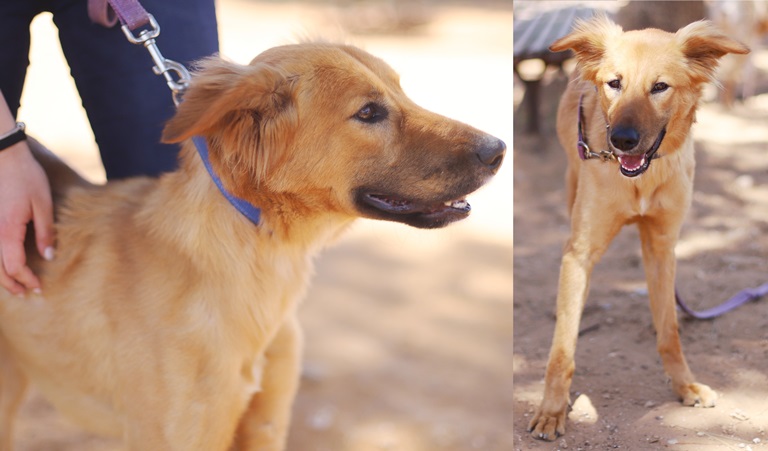 טאקי - כלב לאימוץ - אגודת צער בעלי חיים בישראל