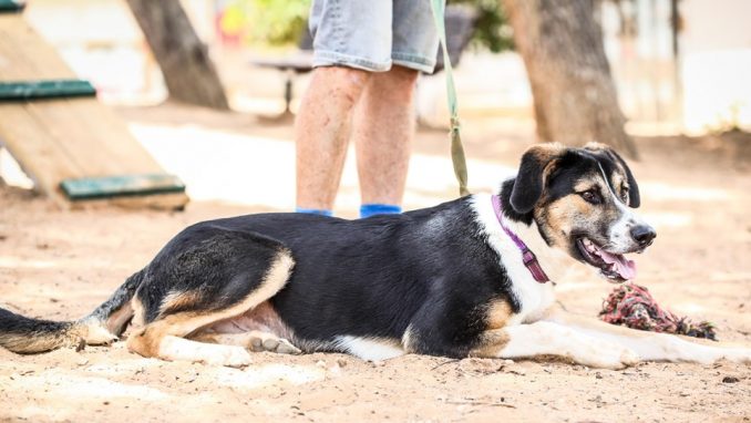טוקו – כלב לאימוץ – אגודה צער בעלי חיים ישראל
