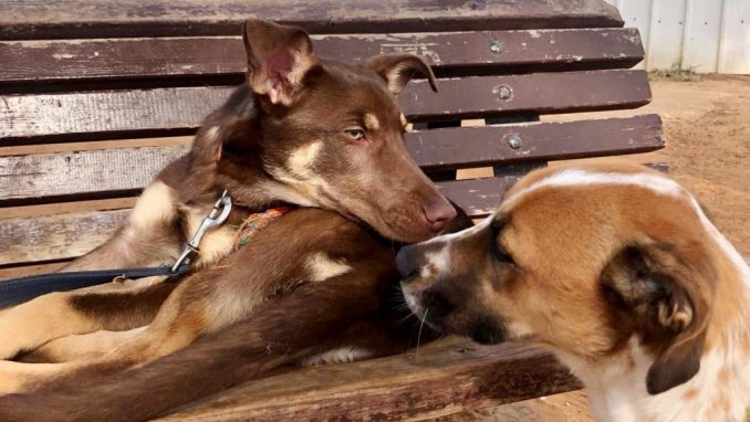 לאקי – כלבה לאימוץ – אגודת צער בעלי חיים בישראל