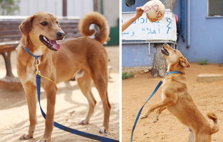 מייקי - כלב לאימוץ - אגודת צער בעלי חיים בישראל