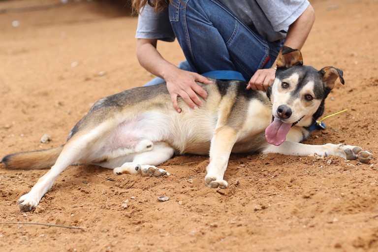 סקאי – כלב לאימוץ – אגודה צער בעלי חיים ישראל