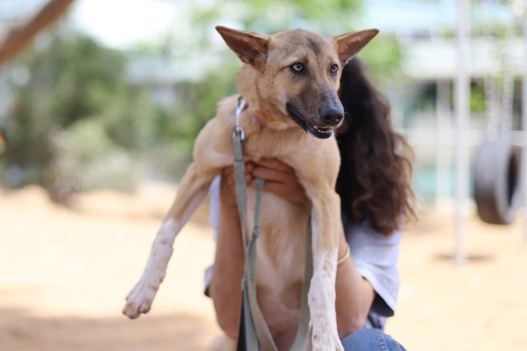 פינוקיו - כלבה לאימוץ - אגודת צער בעלי חיים בישראל