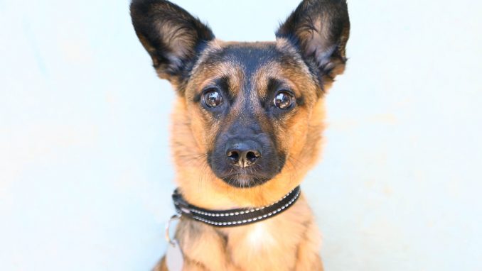 ג'ואי – כלב לאימוץ – אגודת צער בעלי חיים בישראל