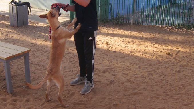 בגין – כלב לאימוץ – אגודת צער בעלי חיים בישראל