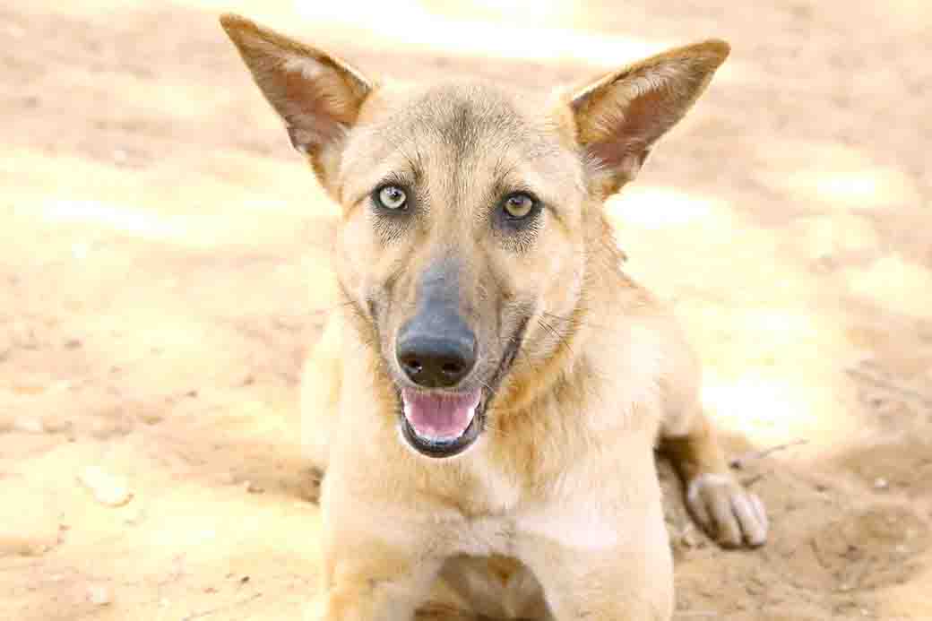 פינוקיו – כלבה לאימוץ – אגודת צער בעלי חיים בישראל