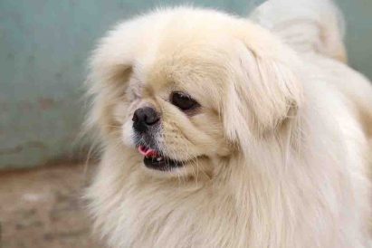 סימבה – כלב לאימוץ – אגודת צער בעלי חיים בישראל