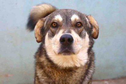 אמבר – כלב לאימוץ – אגודת צער בעלי חיים בישראל