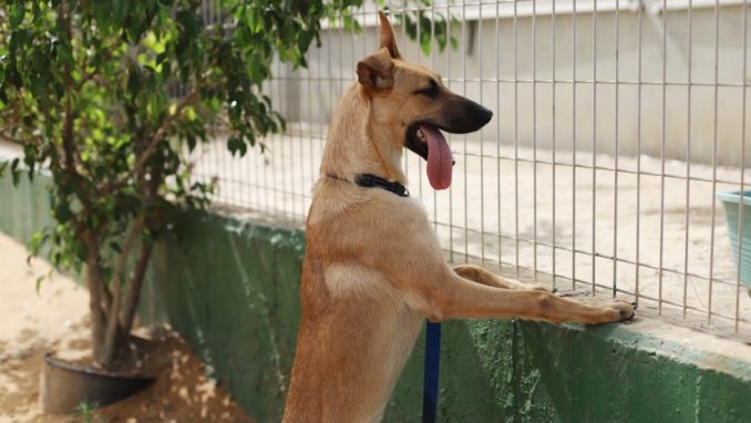 בגין – כלב לאימוץ – אגודת צער בעלי חיים בישראל