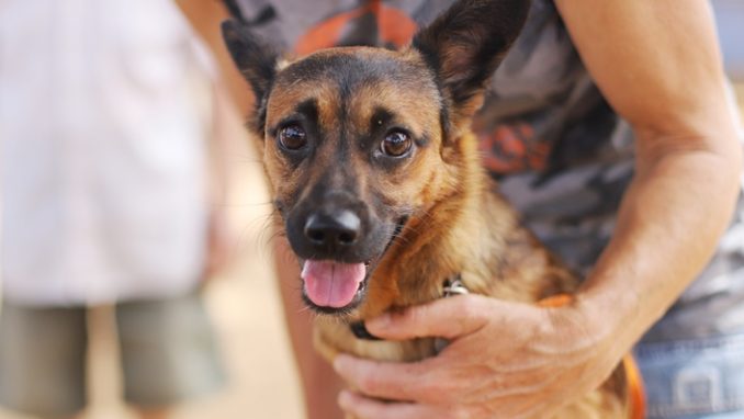 ג'ואי – כלב לאימוץ – אגודת צער בעלי חיים בישראל