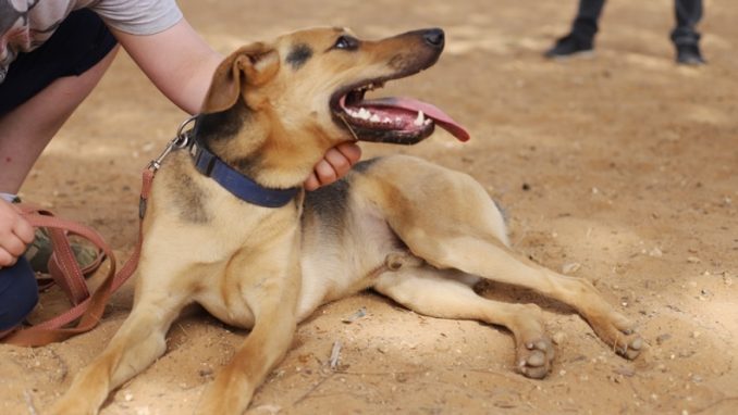 ריי – כלב לאימוץ – אגודת צער בעלי חיים בישראל