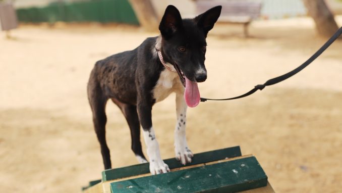 בלה – כלבה לאימוץ – אגודת צער בעלי חיים בישראל