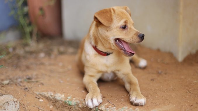 צ'ייסר – כלב לאימוץ – אגודת צער בעלי חיים בישראל