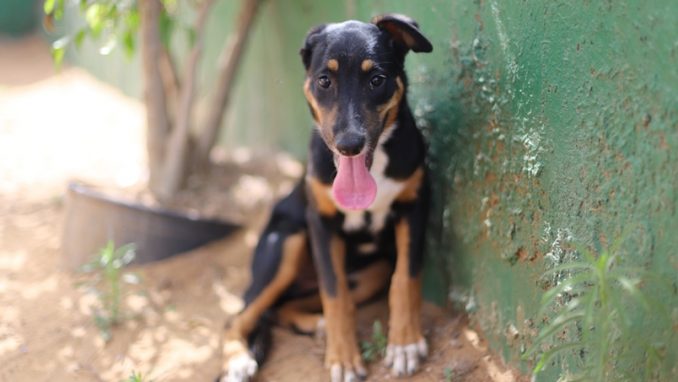ג'ני – כלבה לאימוץ – אגודה צער בעלי חיים ישראל