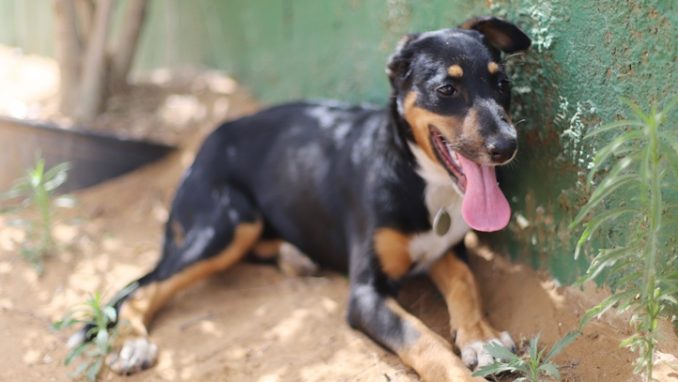 ג'ני – כלבה לאימוץ – אגודה צער בעלי חיים ישראל